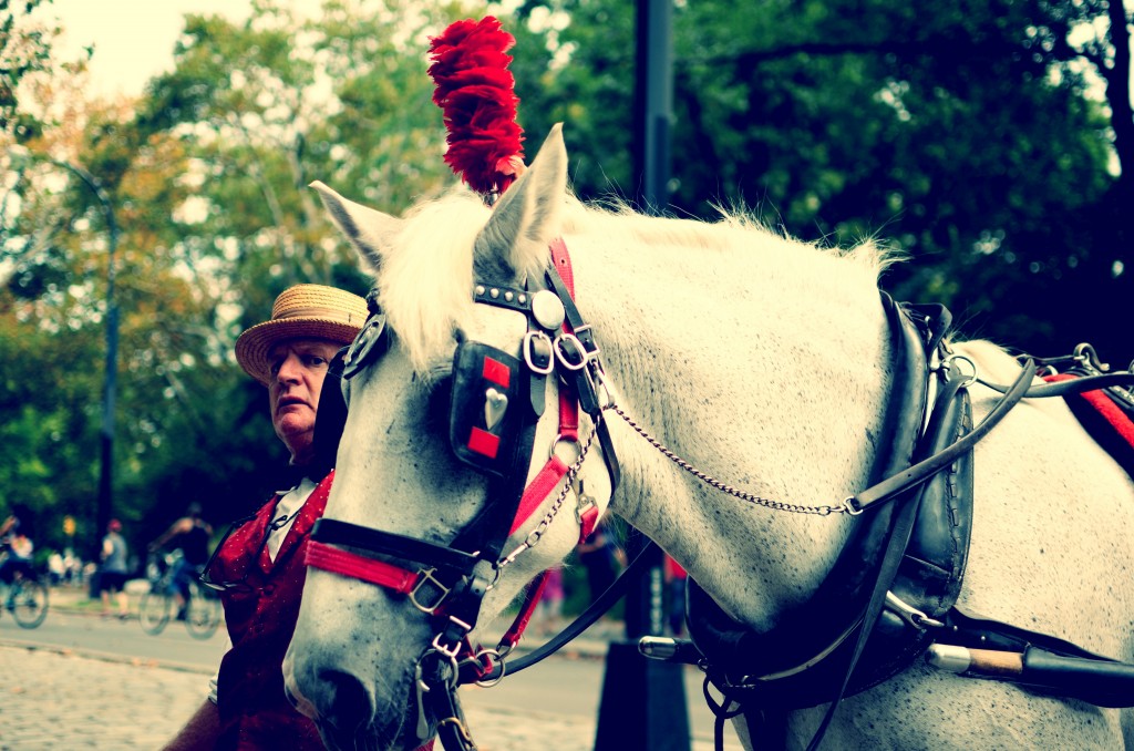 NYC, Horse