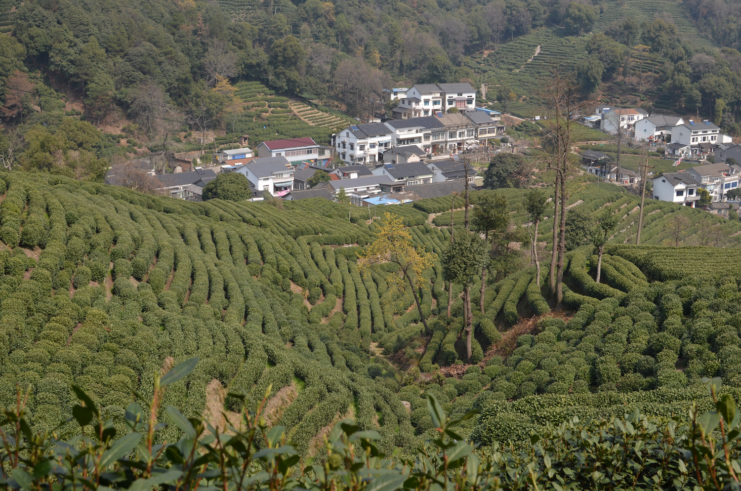 Tea Plantation, Hangzhou