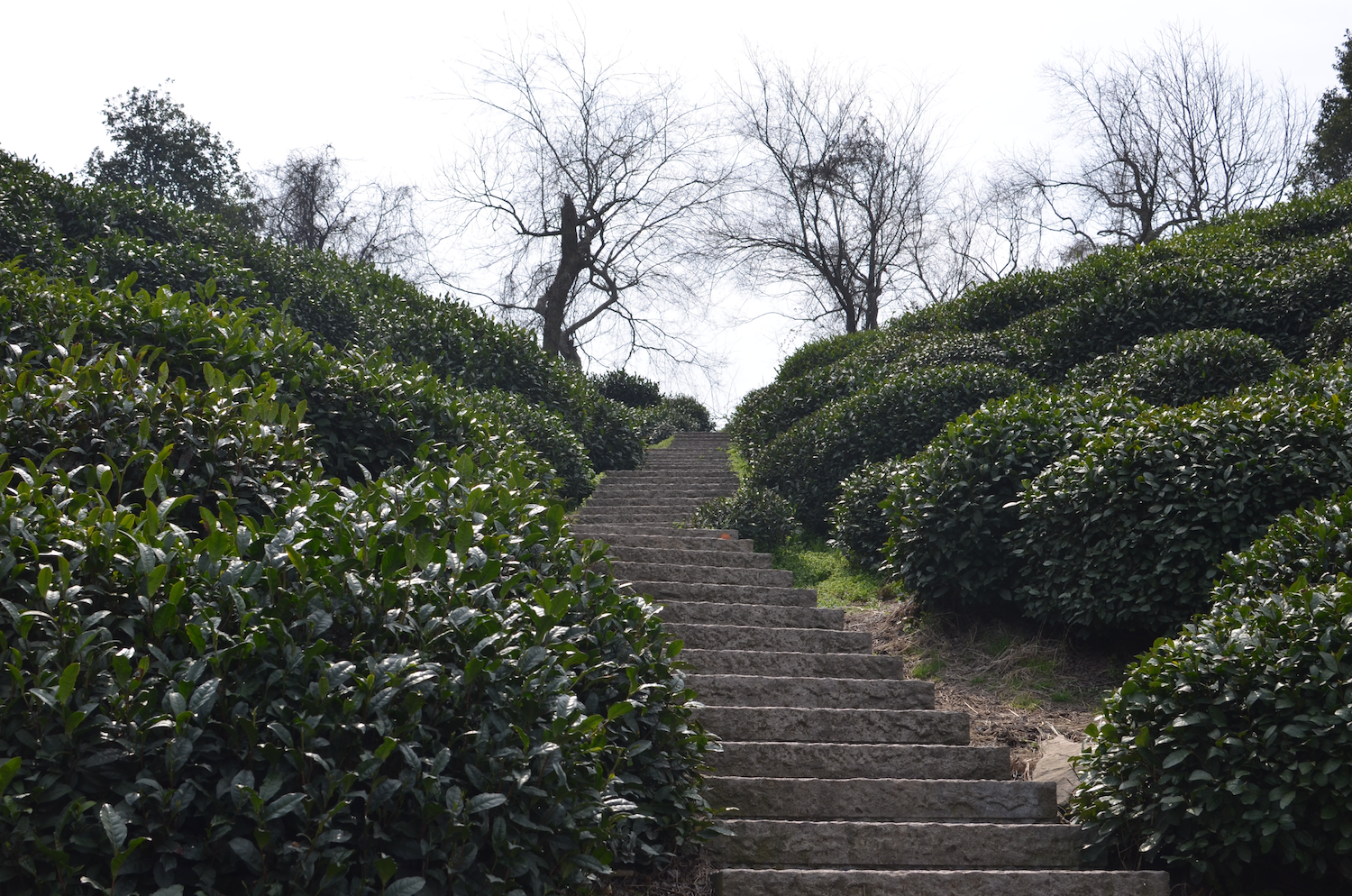 Tea Plantation, Hangzhou