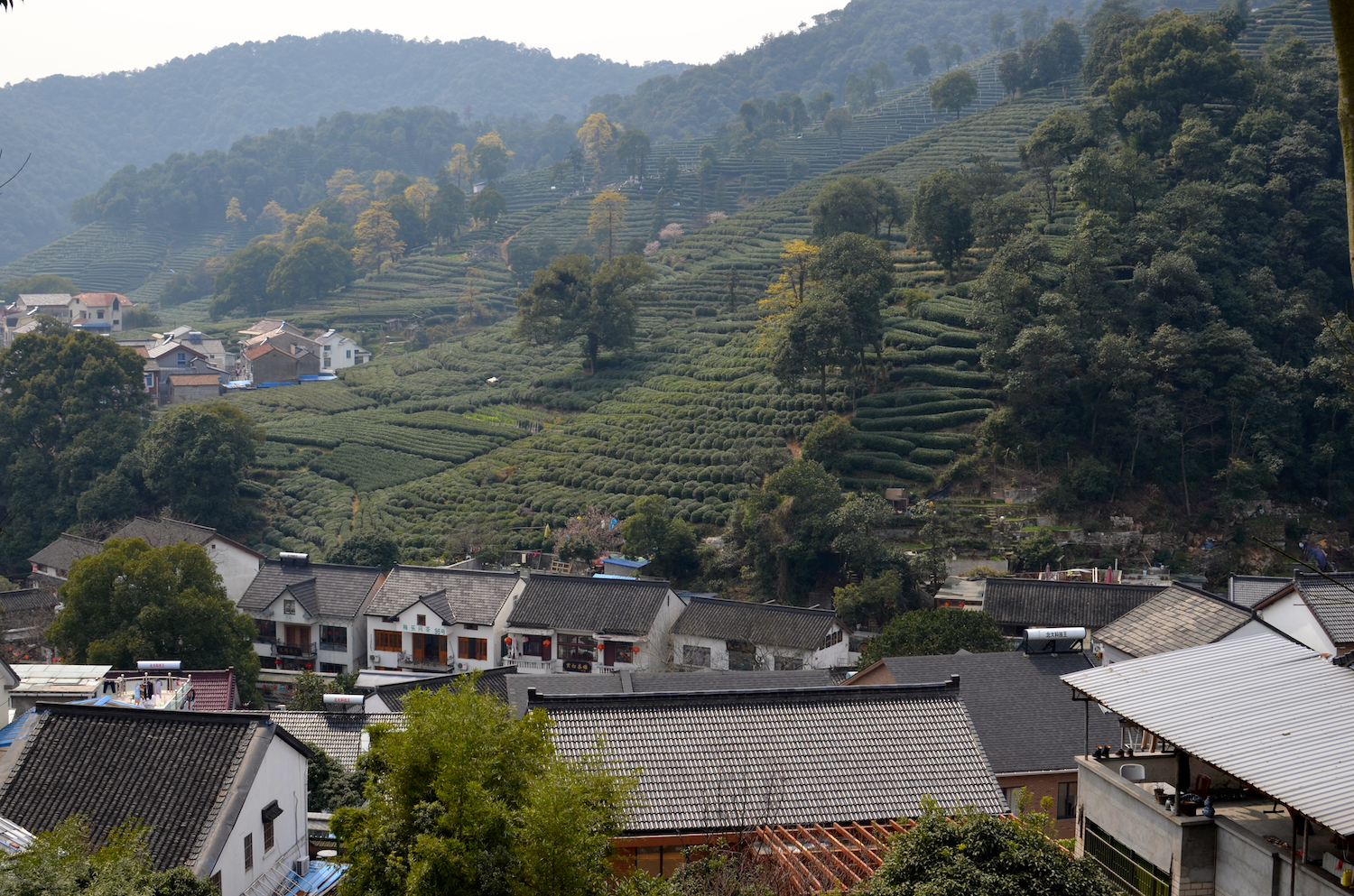 Tea Plantation, Hangzhou