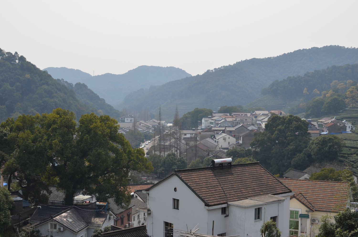 Tea Plantation, Hangzhou