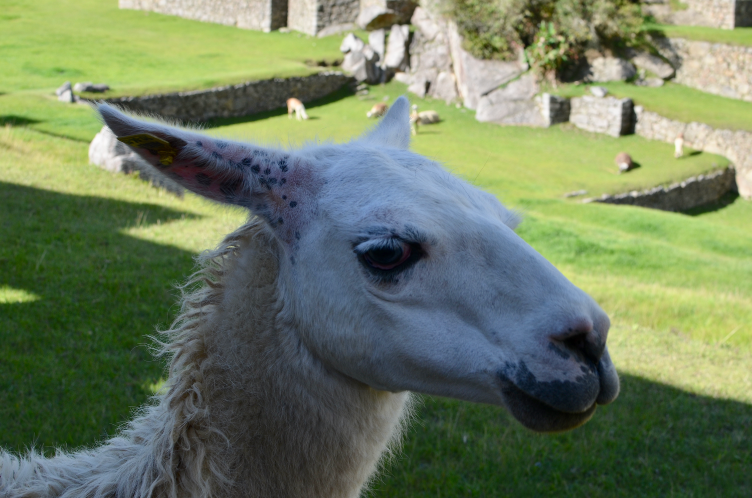 Machu Picchu, Peru