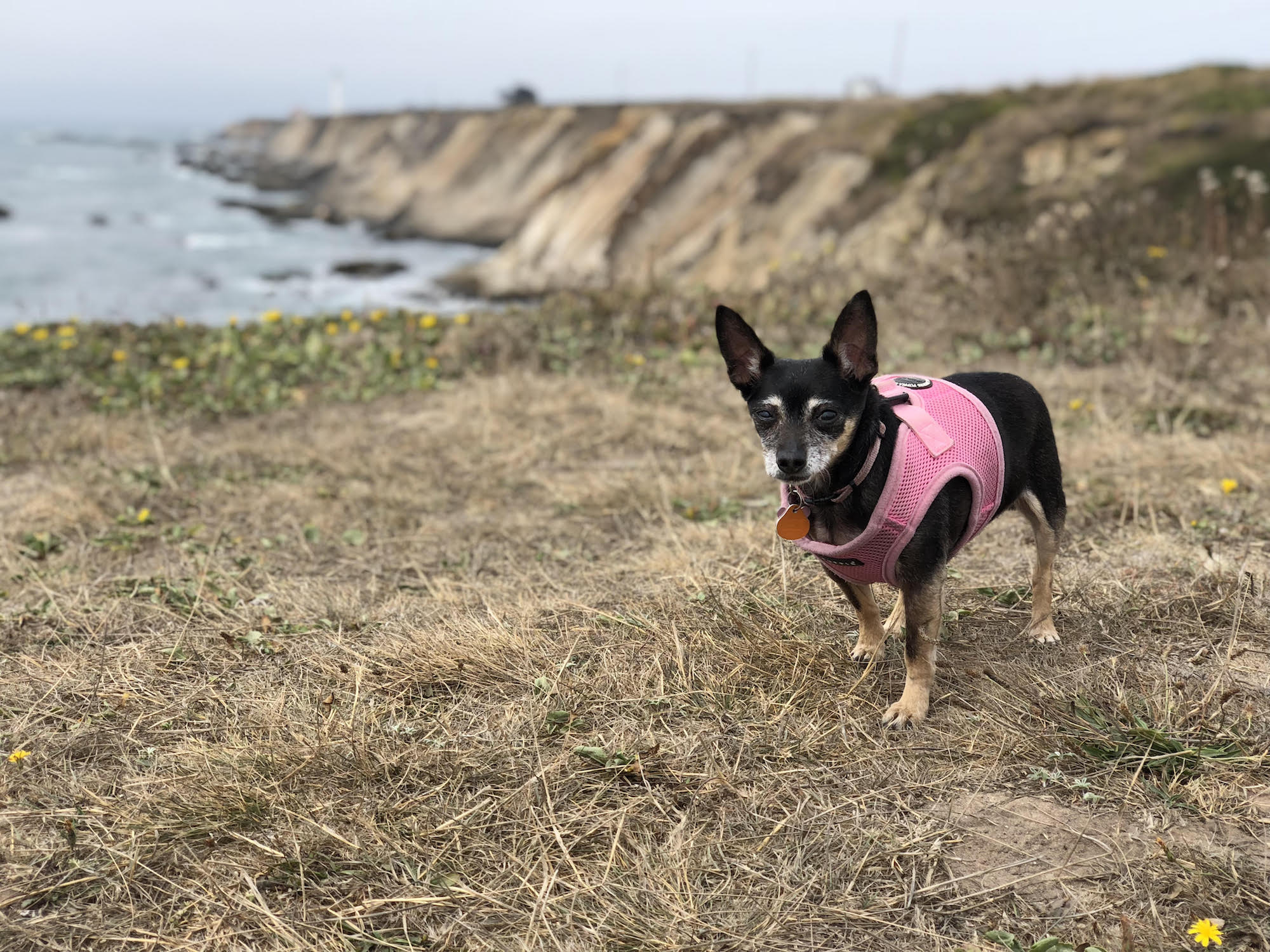 Mendocino County, California