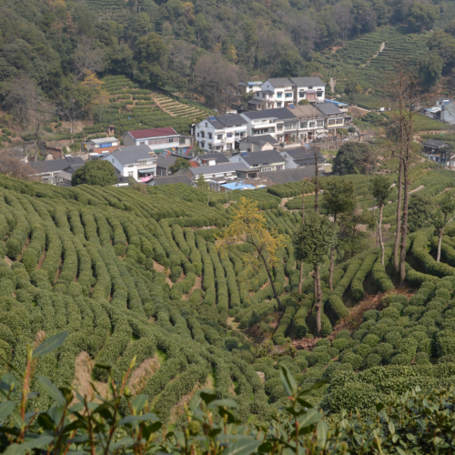 Tea Plantation, Hangzhou